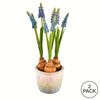 Vickerman 10" Artificial Hyacinths in Container - view 3 of 3