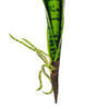 Vickerman Green Sanseveria Pick Real Touch Stem - view 3 of 4