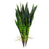 Vickerman Green Sanseveria Pick Real Touch Stem - view 4 of 4