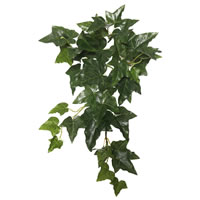 English Ivy