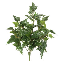 English Ivy