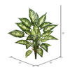 Vickerman Artificial Green and White Dieffenbachia Exotica Bush - view 3 of 3