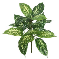 Dieffenbachia / 2 per pack