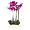 Vickerman Artificial Orchid Arrangement - view 1 of 5