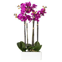 Potted Orchids