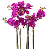 Vickerman Artificial Orchid Arrangement - view 3 of 5