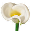 Vickerman Artificial 26" Calla Lily Stem - view 2 of 5
