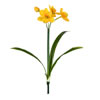 Vickerman Artificial Narcissus Spray - view 1 of 3