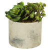 8" Succulent Arrangement - view 1 of 8