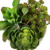 8" Succulent Arrangement - view 7 of 8