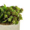 8" Succulent Arrangement - view 3 of 8