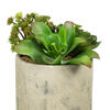 8" Succulent Arrangement - view 5 of 8
