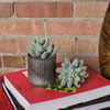 Vickerman Artificial Crassula Pick - view 2 of 4