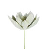 4" Frosted Echeveria Pick 6/pk - view 1 of 3