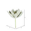 4" Frosted Echeveria Pick 6/pk - view 2 of 3