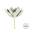 4" Frosted Echeveria Pick 6/pk - view 3 of 3