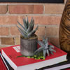 6.5" Aloe Vera Pick 3/pk - view 2 of 4