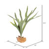Vickerman Artificial Staghorn Fern - view 3 of 3