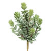 8" Sedum Pick 3/pk - view 1 of 7