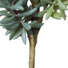 8" Sedum Pick 3/pk - view 6 of 7