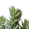 8" Sedum Pick 3/pk - view 4 of 7