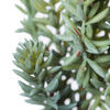 8" Sedum Pick 3/pk - view 3 of 7
