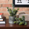 8" Sedum Pick 3/pk - view 2 of 7