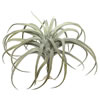 Vickerman Artificial Tillandsia Pick - view 1 of 3