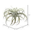 Vickerman Artificial Tillandsia Pick - view 3 of 3