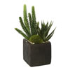 8" Succulent Arrangement 2/pk - view 1 of 3
