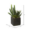 8" Succulent Arrangement 2/pk - view 2 of 3