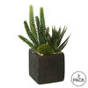 8" Succulent Arrangement 2/pk - view 3 of 3