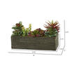 5.25" Succulent Arrangement - view 3 of 4