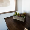 5.25" Succulent Arrangement - view 4 of 4