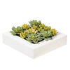 12"x12" Succulent Arrangement - view 1 of 5
