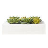 12"x12" Succulent Arrangement - view 5 of 5