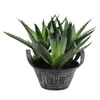 7.5" Green Succulent in Galvanized Pot - view 1 of 2
