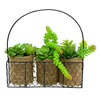 11" Asst Succulents in Galvanized Hanger - view 1 of 2