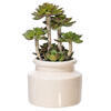11" Green Succulent in Round Ceramic Pot - view 1 of 3