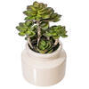 11" Green Succulent in Round Ceramic Pot - view 3 of 3