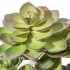11" Green Succulent in Round Ceramic Pot - view 2 of 3