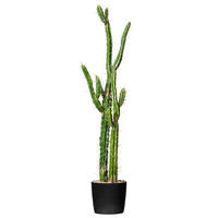 Toothpick Cactus