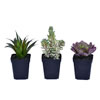 7" Green Potted Succulent 3/pk - view 1 of 2