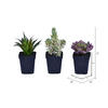 7" Green Potted Succulent 3/pk - view 2 of 2