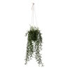 22" Green Grass Plant in Hanger Pot - view 1 of 2