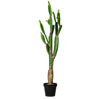 Prickly Pear Cactus