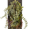 25" Green Mixed Plants on Wooden Plaque - view 3 of 5