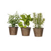 7" Green Potted Herbs Assort 3/pk - view 1 of 8