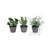 7" Green Potted Herbs Assort 3/pk - view 3 of 8