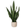 25" Green Snake Plant in Cement Pot - view 1 of 3